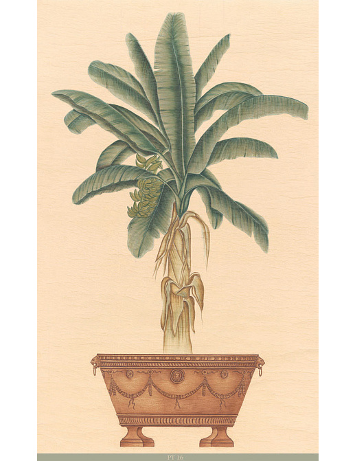 Панно и фотообои Iksel Scenic & Architectural Wallpapers Potted Palms PT16