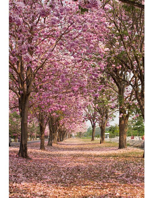 Панно и фотообои Affresco Фрески и фотообои ID13166