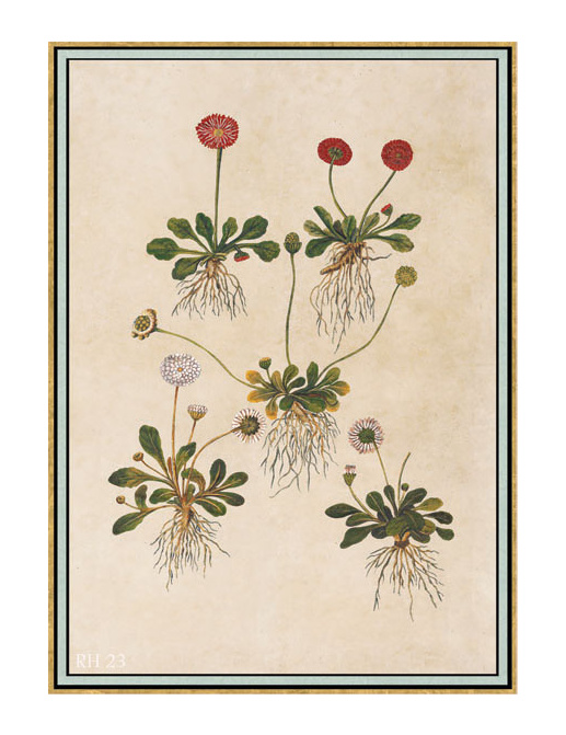 Панно и фотообои Iksel Scenic & Architectural Wallpapers Renaissance Herbier RH23
