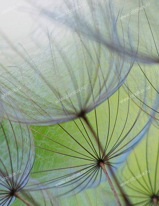Панно и фотообои A. S. Creation XXL II 324 Dandelion