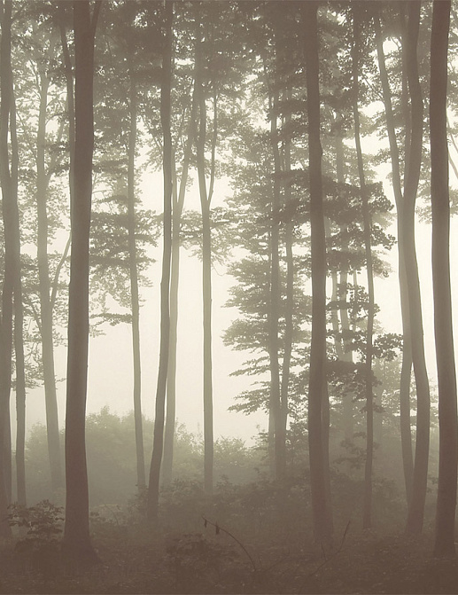 Панно и фотообои Hygge Wall Collection 1 H10012