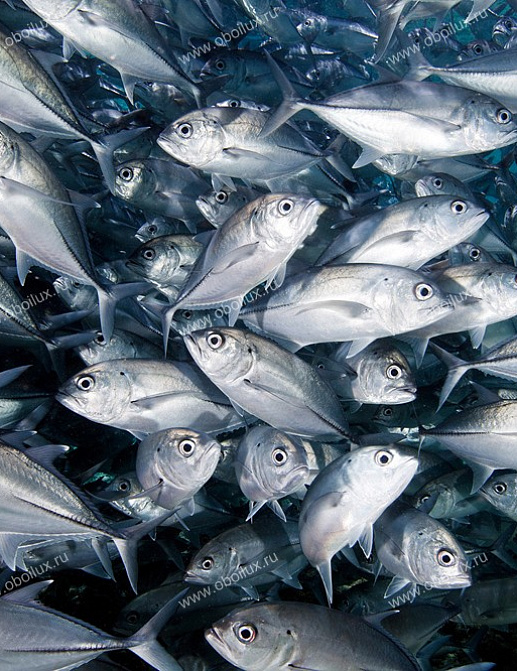 Панно и фотообои A. S. Creation XXL II 338 Amberjacks
