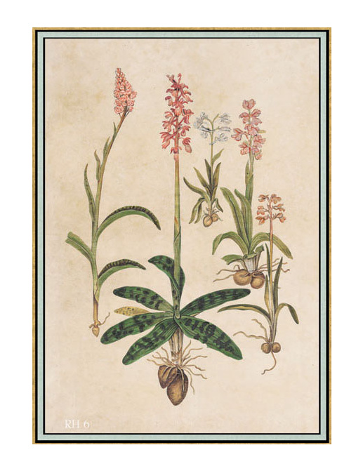 Панно и фотообои Iksel Scenic & Architectural Wallpapers Renaissance Herbier RH6
