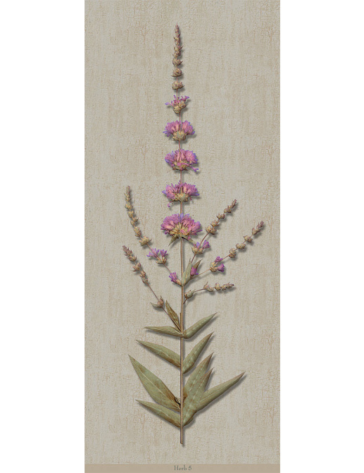 Панно и фотообои Iksel Scenic & Architectural Wallpapers Herbier Herb5