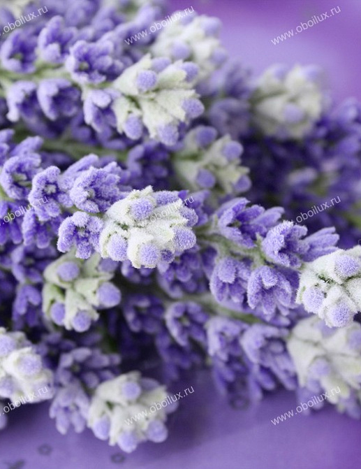 Панно и фотообои A. S. Creation XXL II 363 Lavender Bunch