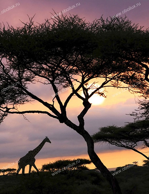 Панно и фотообои A. S. Creation XXL II 296 Giraffe At Sunset