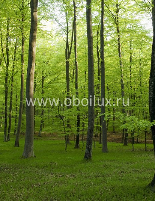 Обои Mr Perswall Photo art P021301-8