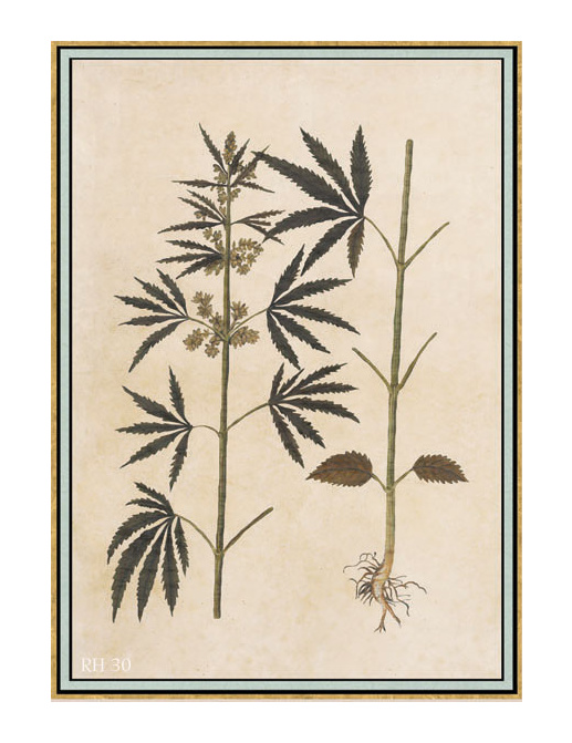 Панно и фотообои Iksel Scenic & Architectural Wallpapers Renaissance Herbier RH30