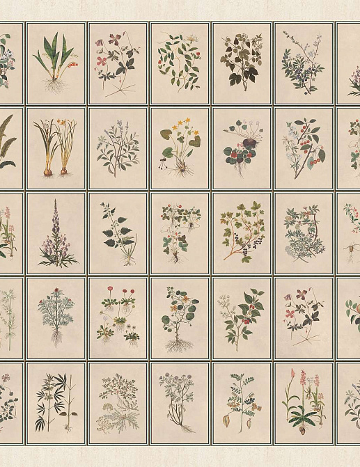 Панно и фотообои Iksel Standart Collection vol. II Renaissance Herbier