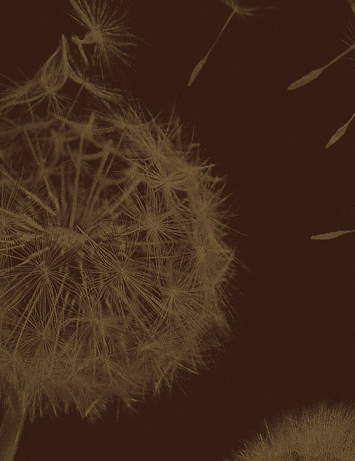 Панно и фотообои Italreflexes Macro Taraxacum-003/Gold