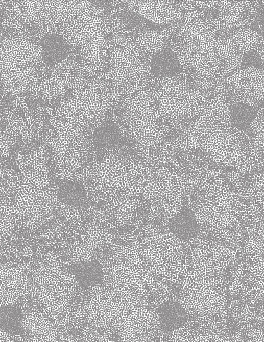 Обои Tiffany Designs Reef RE29