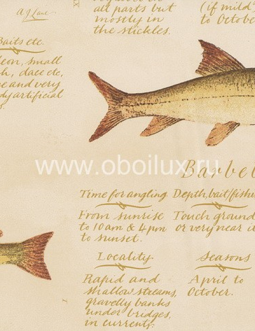 Обои Lewis & Wood Book I - Sporting & Character LW4262/European Freshwater Fish 1846