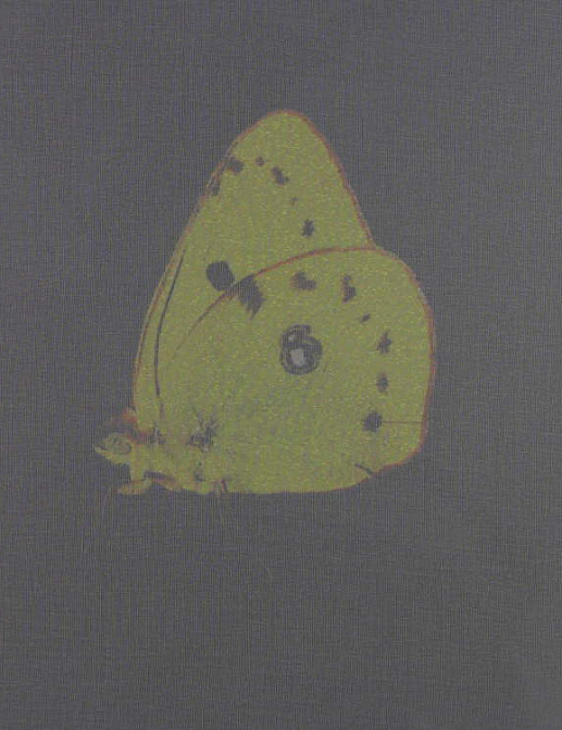 Ткань Creation Baumann Papillon Voile Papillon voile/192