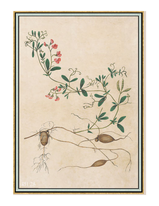 Панно и фотообои Iksel Scenic & Architectural Wallpapers Renaissance Herbier RH28-1
