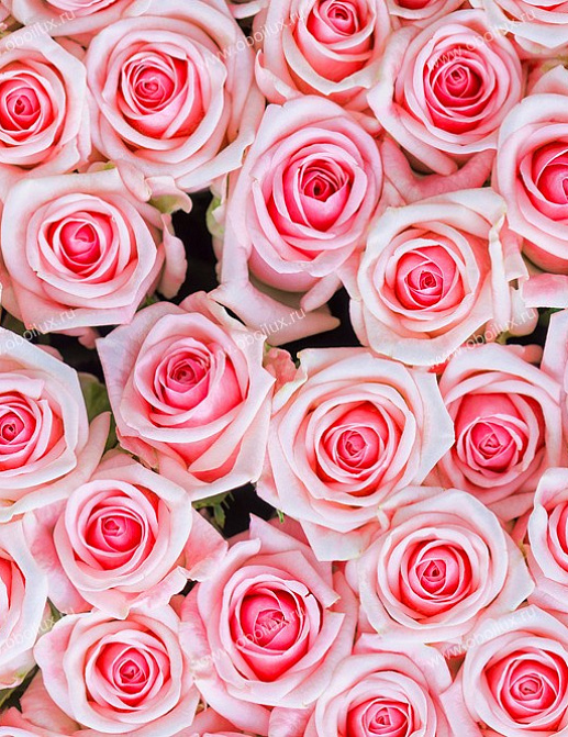 Панно и фотообои A. S. Creation XXL II 359 Pink Roses