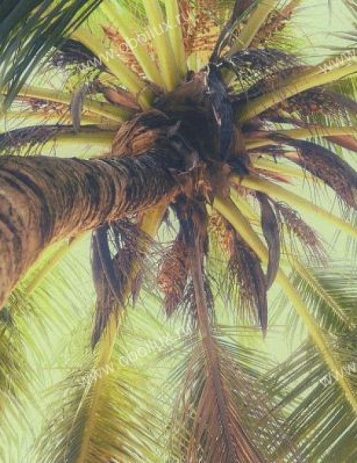 Панно и фотообои Eijffinger Ibiza 330285