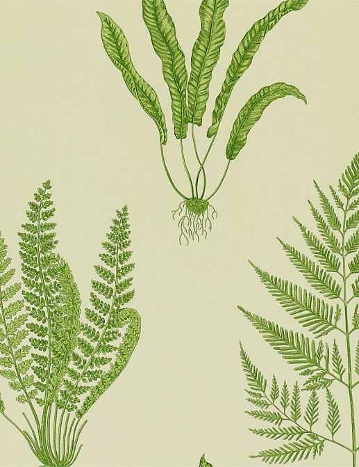 Обои Sanderson Wallpapers from a Painters Garden DAPGWO102