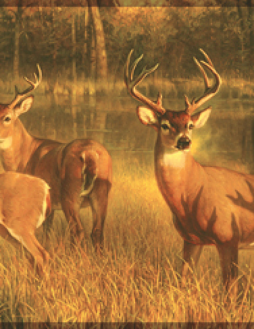 Бордюр York Lake Forest Lodge CH7862BD