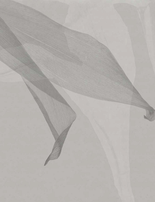Обои Glamora Creative Wallcovering GLXI181A
