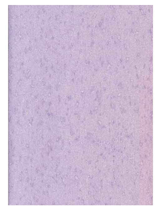 Обои Prestigious Textiles Pure 1928-995