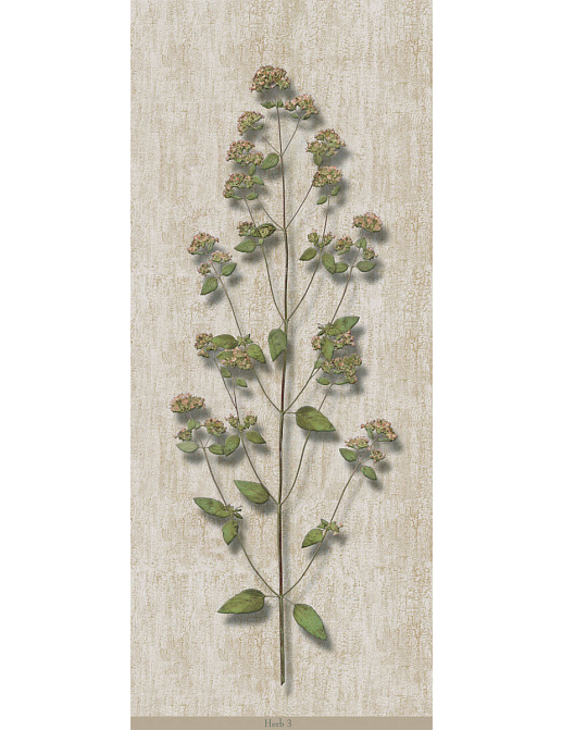 Панно и фотообои Iksel Scenic & Architectural Wallpapers Herbier Herb3
