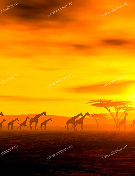 Панно и фотообои A. S. Creation XXL II 297 Giraffe In Savannah