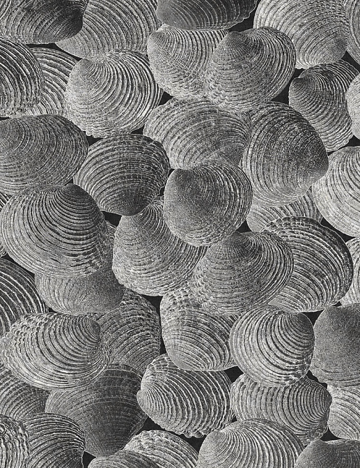 Панно и фотообои Italreflexes Macro Shell-002/Slate