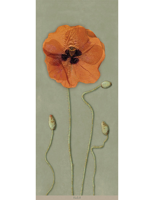 Панно и фотообои Iksel Scenic & Architectural Wallpapers Herbier Herb8