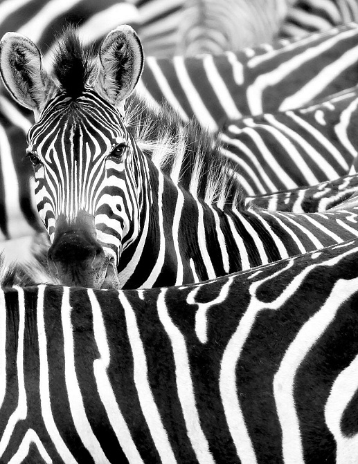 Панно и фотообои Rasch African Queen III 363609