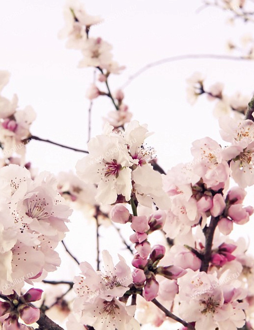 Панно и фотообои A. S. Creation XXL II 327 Cherry Blossom 