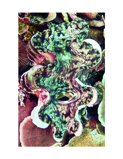 Панно и фотообои Decoprint Mood MD902017