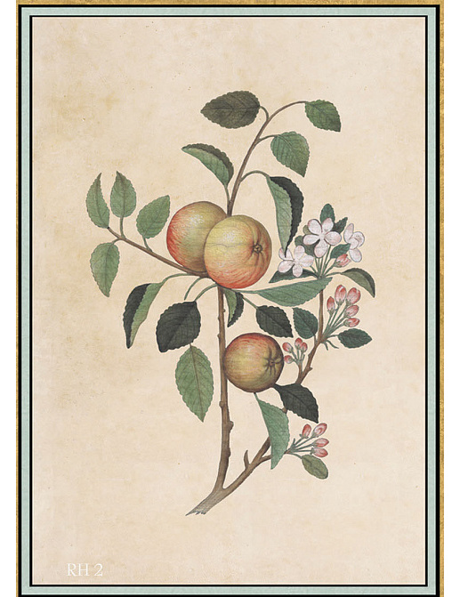 Панно и фотообои Iksel Scenic & Architectural Wallpapers Renaissance Herbier RH2