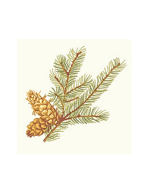 Обои Thibaut Castle Pine T6338