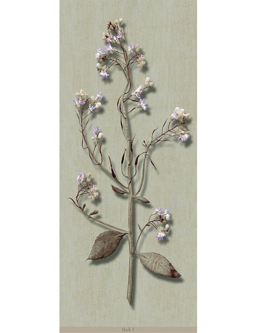 Панно и фотообои Iksel Scenic & Architectural Wallpapers Herbier Herb7