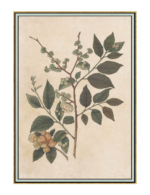 Панно и фотообои Iksel Scenic & Architectural Wallpapers Renaissance Herbier RH16