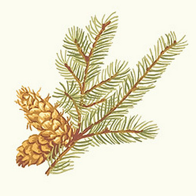 Обои Thibaut Castle Pine T6338