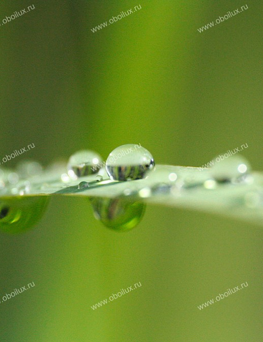 Панно и фотообои A. S. Creation XXL II 326 Blade Of Grass
