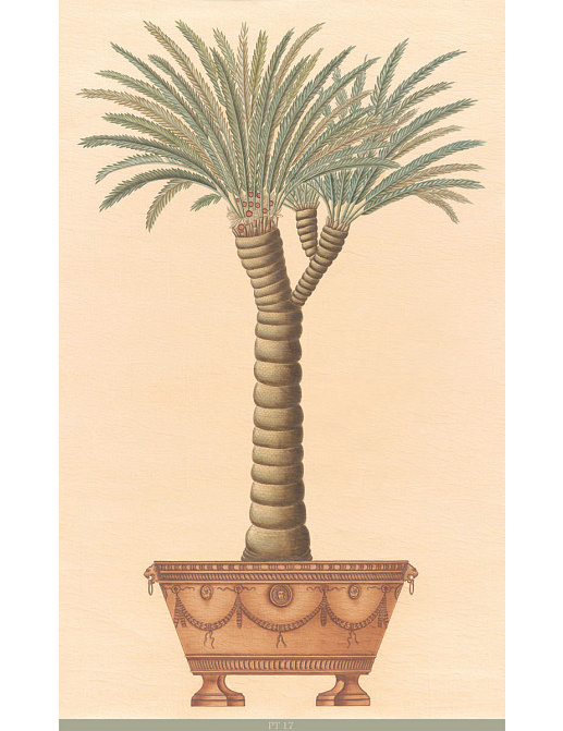 Панно и фотообои Iksel Scenic & Architectural Wallpapers Potted Palms PT17