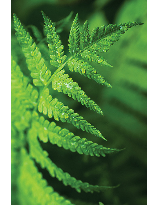 Панно и фотообои KT-Exclusive Sage II SG42504M