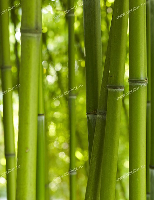 Панно и фотообои A. S. Creation XXL II 322 Bamboo In Daylight