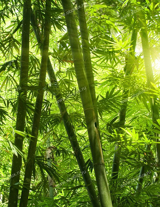 Панно и фотообои A. S. Creation XXL II 325 Bamboo Forest