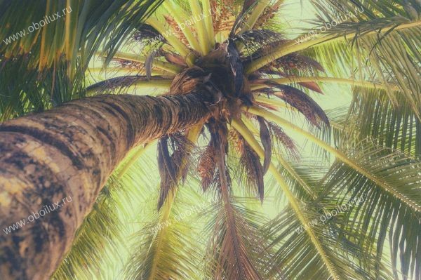 Панно и фотообои Eijffinger Ibiza 330285