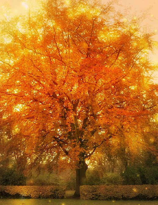 Панно и фотообои Affresco Фрески и фотообои ID12501