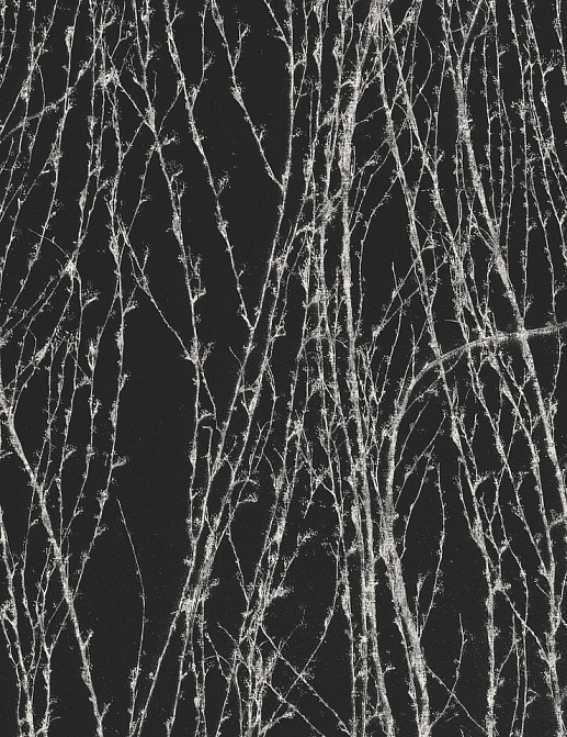 Панно и фотообои Italreflexes Macro Virginia Creeper-007/Slate
