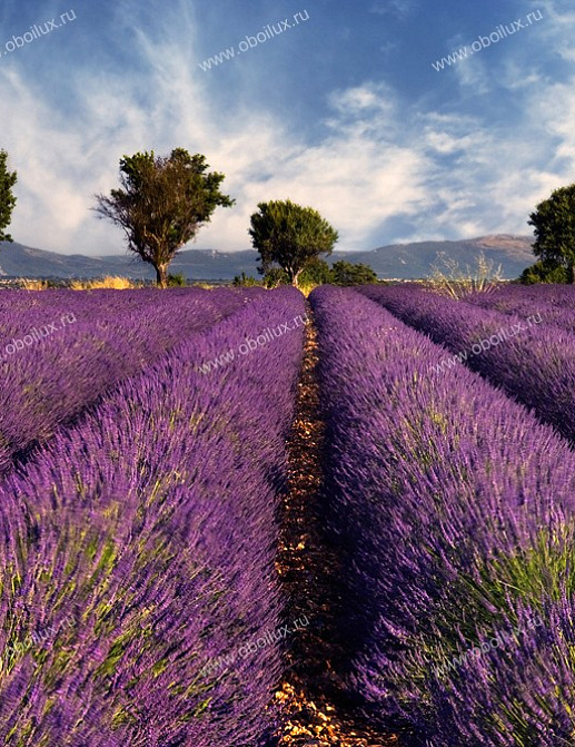 Панно и фотообои A. S. Creation XXL II 298 Lavender