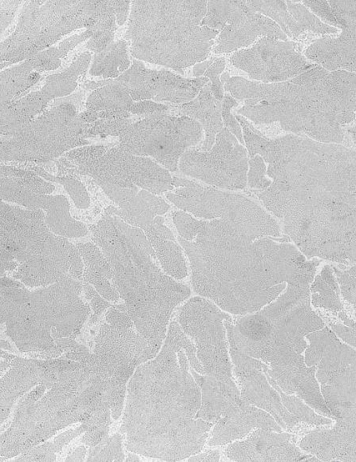 Обои Nobilis Cosmopolitan II COS136