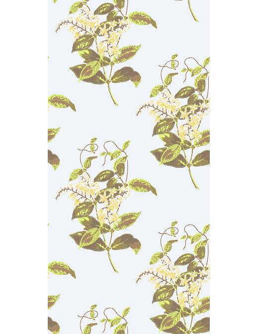 Обои Cole & Son Collection of Flowers 81/6023