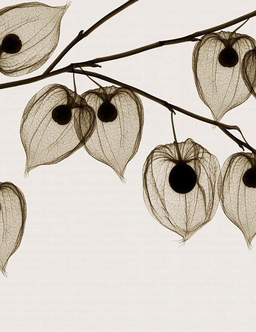 Обои Glamora Creative Wallcovering GL1021A