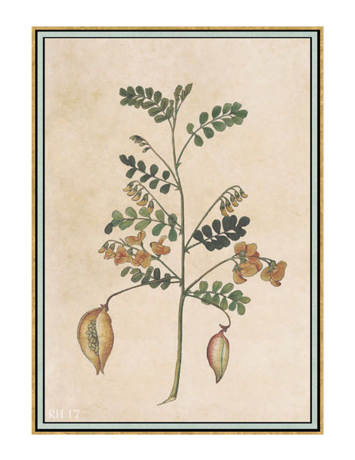 Панно и фотообои Iksel Scenic & Architectural Wallpapers Renaissance Herbier RH17