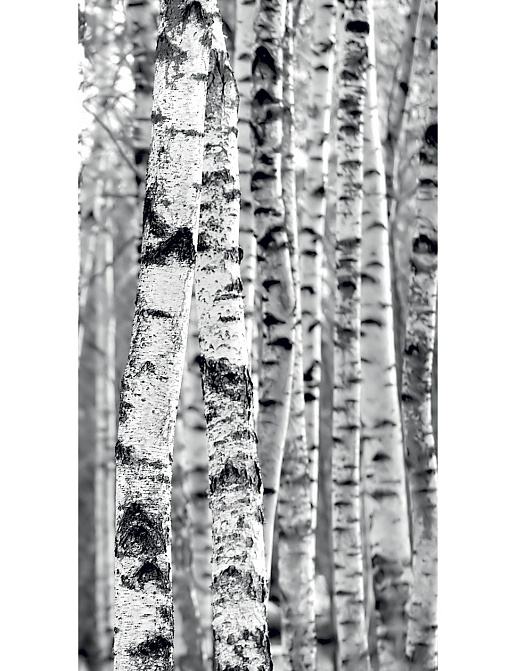Панно и фотообои Caselio Sherwood SHW67939000